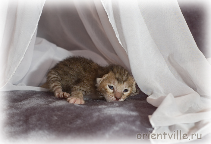 Orientville's Diva Plavalaguna