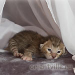 Orientville's Diva Plavalaguna