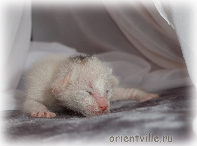 Ориентальный котенок. Девка Ришелье