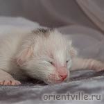 Ориентальный котенок. Девка Ришелье