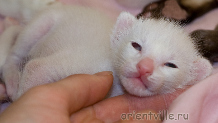 Белый ориентальный котенок. Мальчик