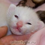 Белый ориентальный котенок. Мальчик