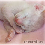 Белый ориентальный котенок. Сладкий сон