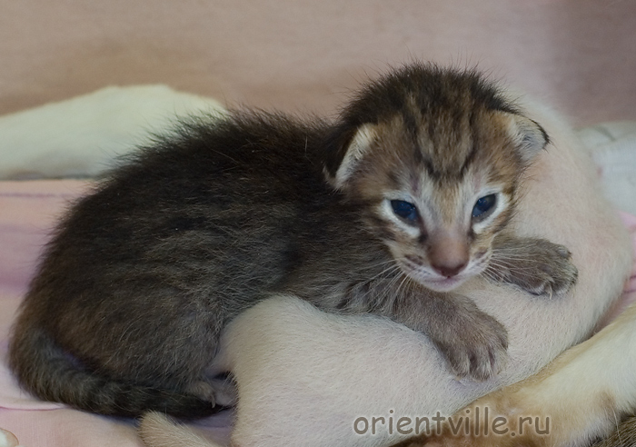 Orientville's Dulsineya