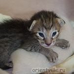 Orientville's Dulsineya