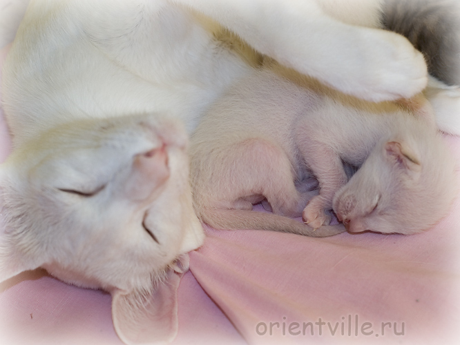 Сиамский котенок. Под крылом