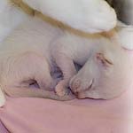 Сиамский котенок. Под крылом