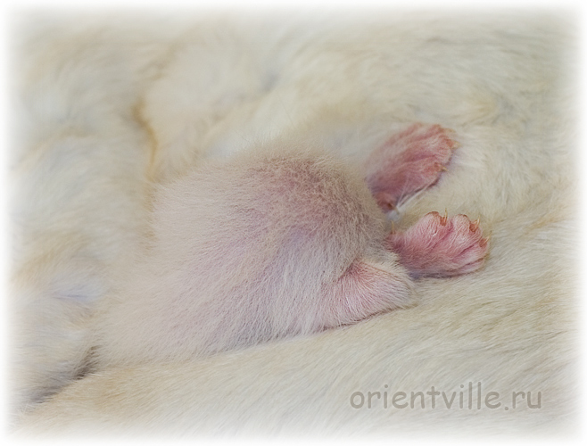 Сиамский котенок. Погрузившись в маму