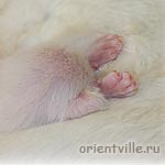 Сиамский котенок. Погрузившись в маму