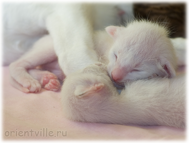 Ориентальный и сиамский котята. Любовь по-братски