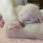 Ориентальный и сиамский котята. Любовь по-братски