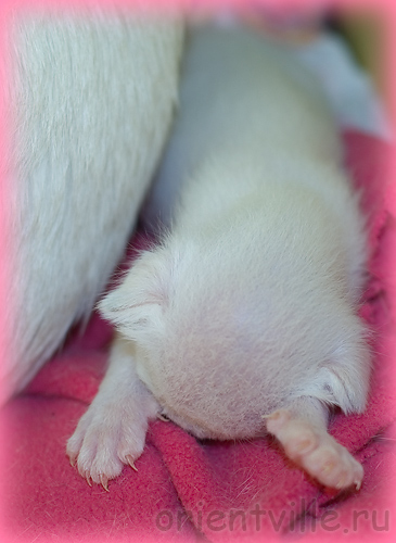 Сиамский котенок. На бровях