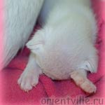 Сиамский котенок. На бровях