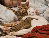 Ориентально-человеческая любовь