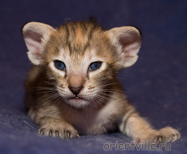 Ориентальный котенок. Черепаховая девочка