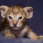 Ориентальный котенок. Черепаховая девочка