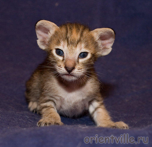 Ориентальный котенок. Черепаховая девочка