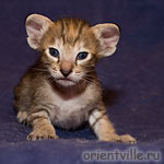 Ориентальный котенок. Черепаховая девочка