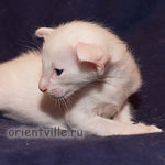 Белый ориентальный котенок. Мальчик
