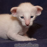 Белый ориентальный котенок. Мальчик