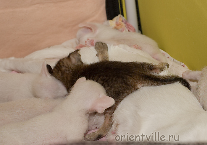 Сиамские и ориентальные котята. Обед