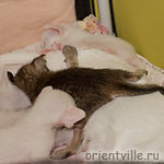 Сиамские и ориентальные котята. Обед