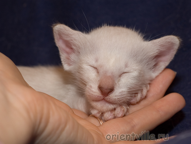 Orientville's Cap. Sao Feng