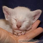 Orientville's Cap. Sao Feng