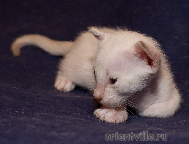 Сиамский котенок