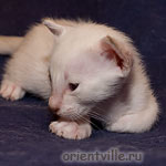 Сиамский котенок
