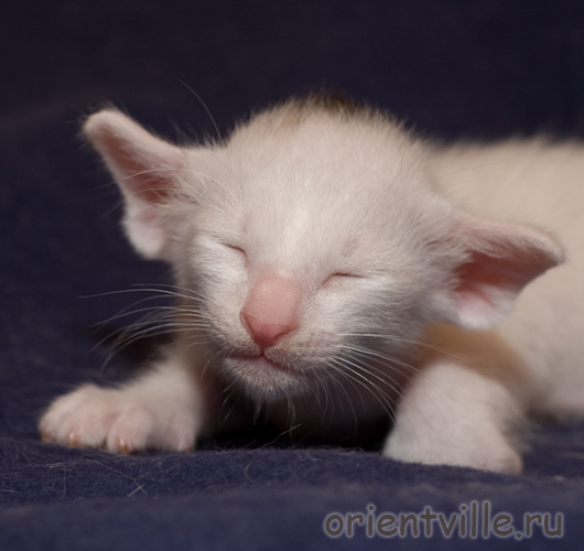 Orientville's Dana Scully