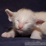 Белый ориентальный котенок. Девочка