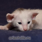 Белый ориентальный котенок. Девочка
