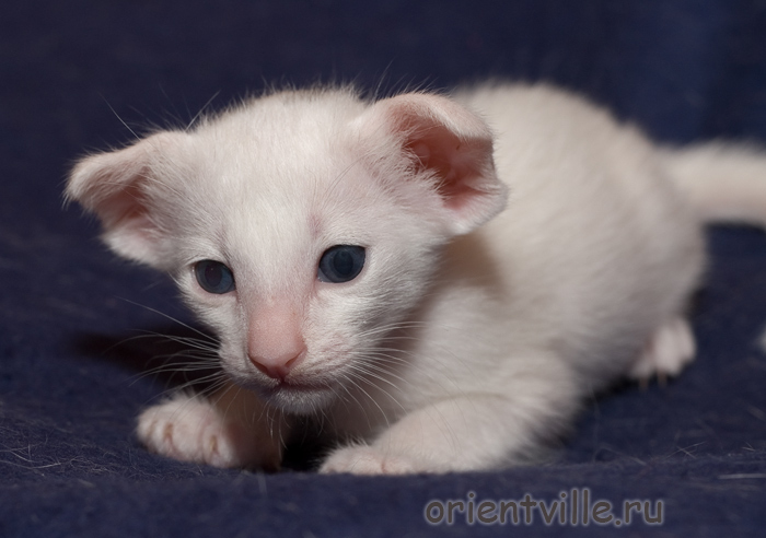 Белый ориентальный котенок. Девочка