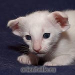 Белый ориентальный котенок. Девочка