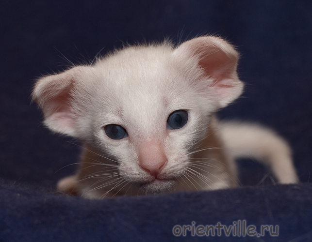 Белый ориентальный котенок. Девочка