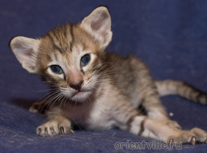 Ориентальный котенок. Черепаховая девочка