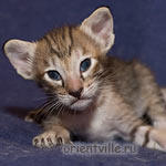 Ориентальный котенок. Черепаховая девочка