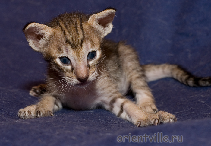 Orientville's Dulsineya