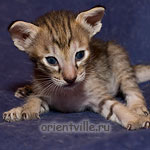 Orientville's Dulsineya