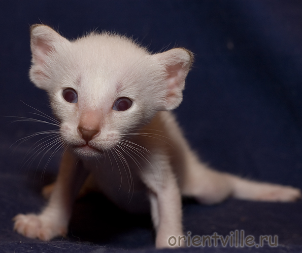 Сиамский котенок