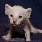 Сиамский котенок