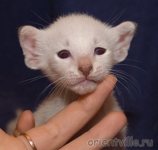 Orientville's Cap. Jack Sparrow