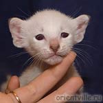 Orientville's Cap. Jack Sparrow