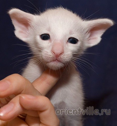 Orientville's Dunstun Torn