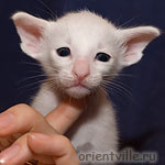 Белый ориентальный котенок. Мальчик