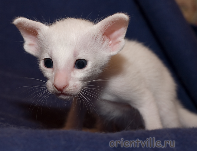 Белый ориентальный котенок. Мальчик