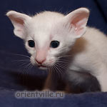 Белый ориентальный котенок. Мальчик