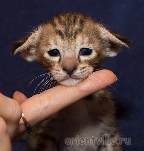 Orientville's Diva Plavalaguna