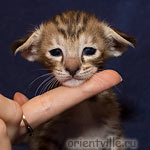 Orientville's Diva Plavalaguna